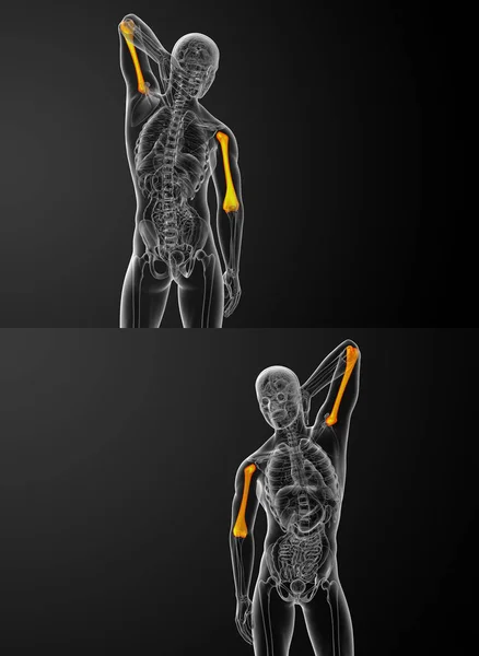 3D рендеринг медицинской иллюстрации плечевой кости — стоковое фото