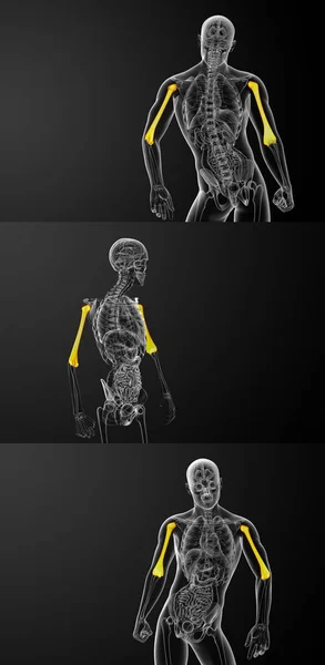 3D-Darstellung der medizinischen Darstellung des Oberarmknochens — Stockfoto