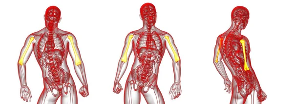 3d redare ilustrație medicală a osului humerus — Fotografie, imagine de stoc