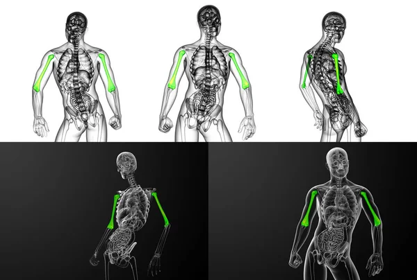 3d representación médica ilustración del hueso húmero — Foto de Stock