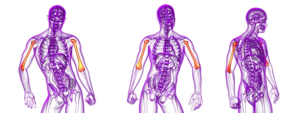 3d rendering medical illustration of the humerus bone — Stock Photo, Image