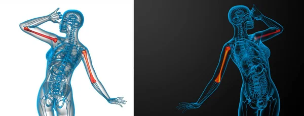 上腕骨の 3 d レンダリングの医療イラスト — ストック写真