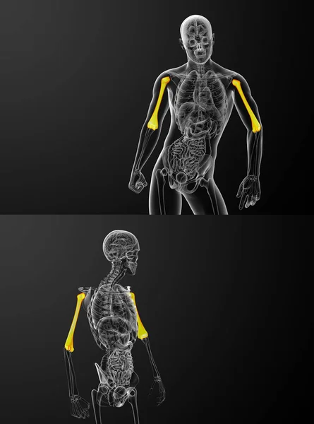 3d 渲染医学插图的肱骨骨 — 图库照片