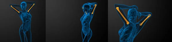 3D renderowania ilustracja kości ramiennej — Zdjęcie stockowe