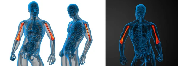 3d візуалізація медичної ілюстрації кістки плечової кістки — стокове фото