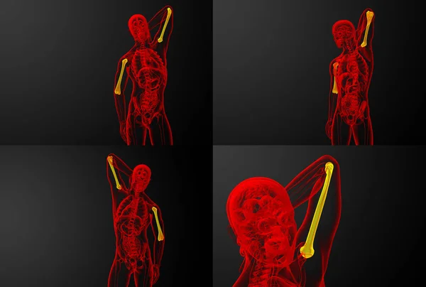 3D renderowania ilustracja kości ramiennej — Zdjęcie stockowe