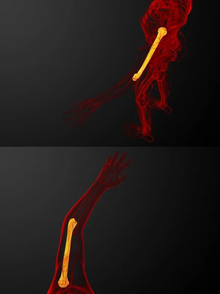 3d representación médica ilustración del hueso húmero —  Fotos de Stock