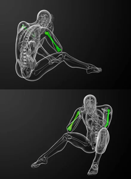 3d rendering illustrazione medica dell'osso omero — Foto Stock