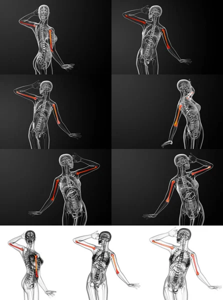 3d representación médica ilustración del hueso húmero — Foto de Stock