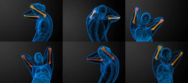 3D rendering medische illustratie van het bot van de bovenarm — Stockfoto