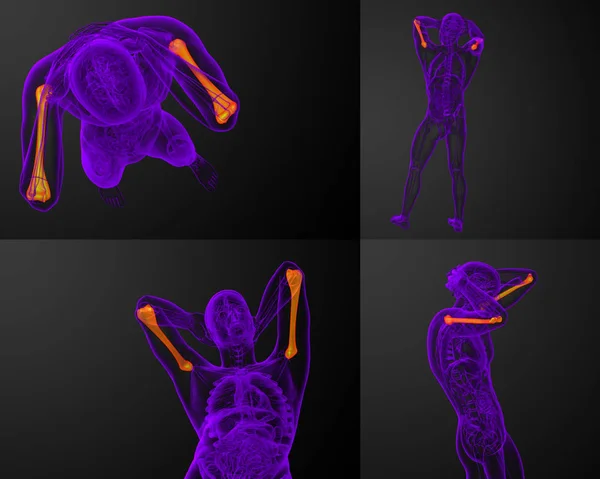 3D-Darstellung der medizinischen Darstellung des Oberarmknochens — Stockfoto