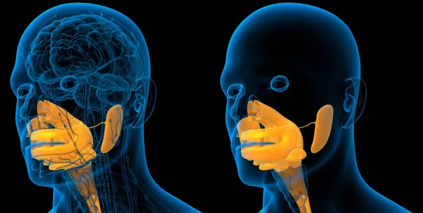 人間の消化器系の 3 d レンダリングの医療イラスト — ストック写真