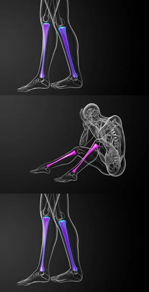 Tibia kemik 3D işleme tıbbi çizimi — Stok fotoğraf