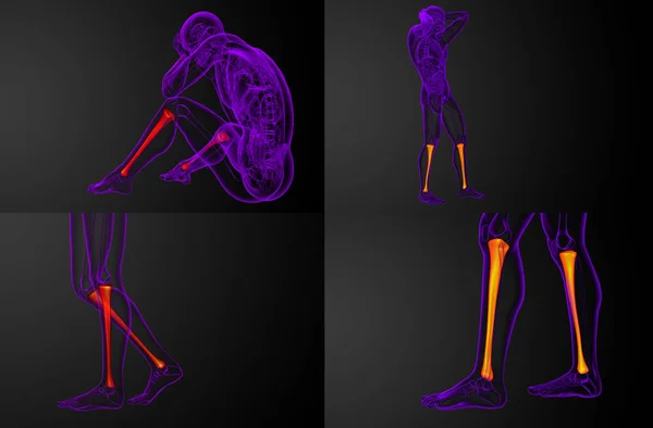 3D rendering medische illustratie van de tibia bot — Stockfoto