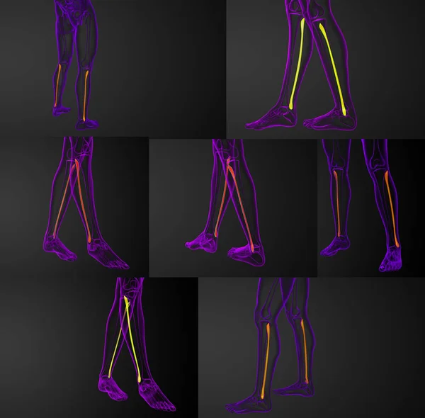 腓骨の骨の 3 d レンダリングの医療イラスト — ストック写真