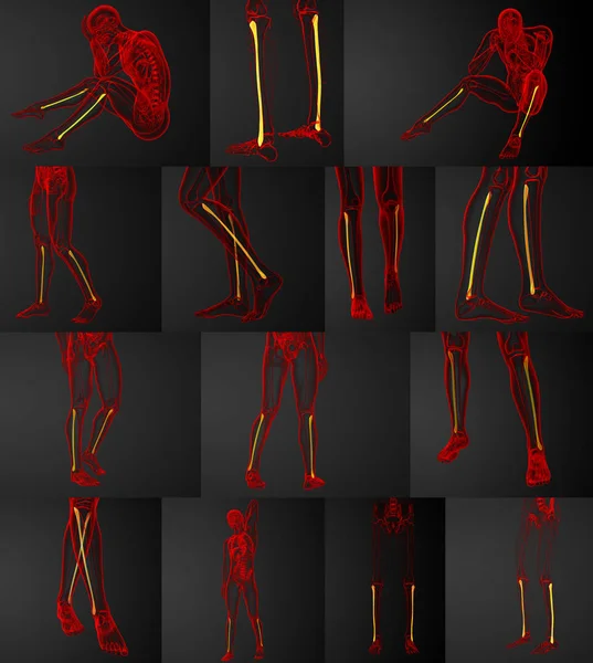 3d representación médica ilustración del hueso del peroné — Foto de Stock