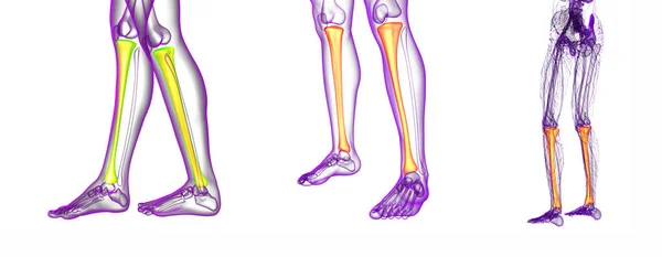 3d representación médica ilustración del hueso de la tibia — Foto de Stock