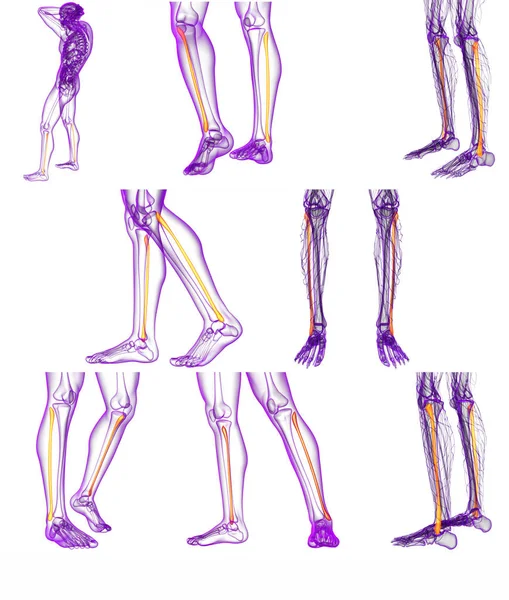 3D rendering medicinsk illustration av fibula ben — Stockfoto