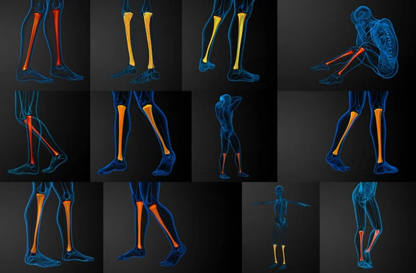 3d representación médica ilustración del hueso de la tibia — Foto de Stock