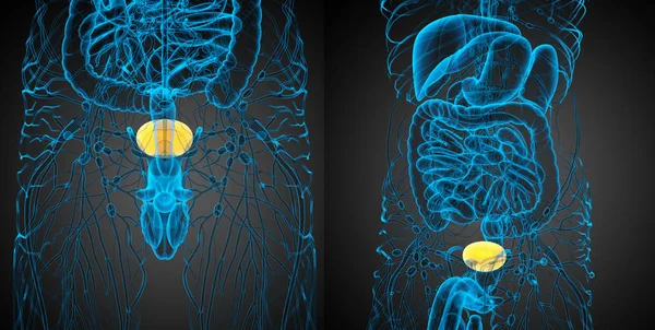 3D-Darstellung der medizinischen Darstellung der Blase — Stockfoto