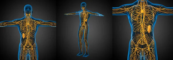 3D-Darstellung medizinischer Darstellung des Lymphsystems — Stockfoto