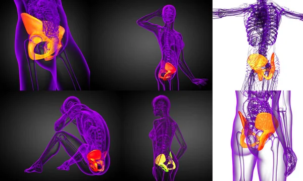 Rendering 3D illustrazione medica dell'osso pelvico — Foto Stock