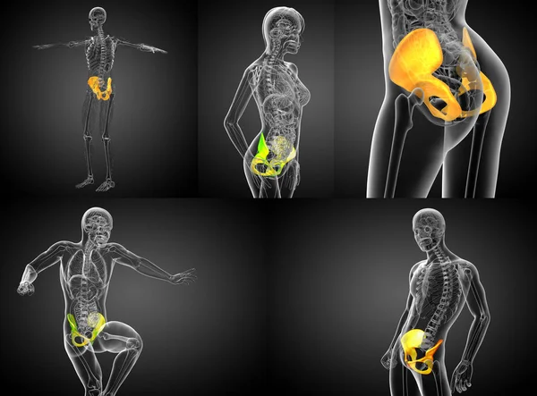 3d rendering medical illustration of the pelvis bone — Stock Photo, Image