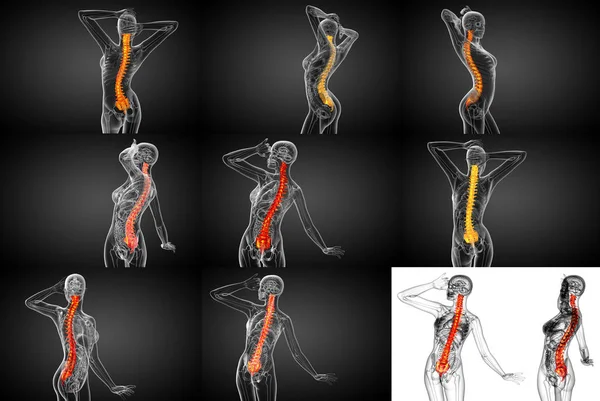 3d representación médica ilustración de la columna vertebral humana — Foto de Stock