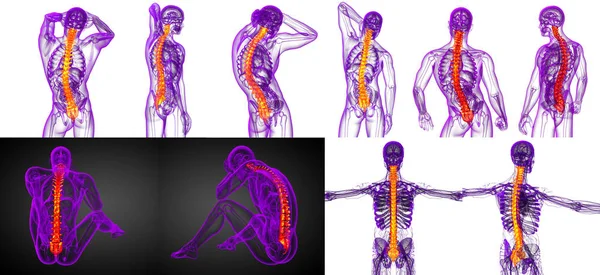 3d representación médica ilustración de la columna vertebral humana — Foto de Stock