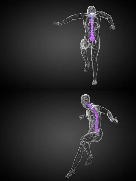 3D zobrazování lékařské ilustrace lidské páteře — Stock fotografie