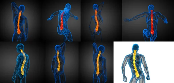Illustration médicale en 3D de la colonne vertébrale humaine — Photo