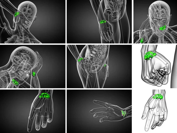人間の手根骨の 3 d レンダリング図 — ストック写真