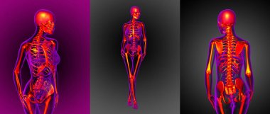3D işleme tıbbi illüstrasyon iskelet 