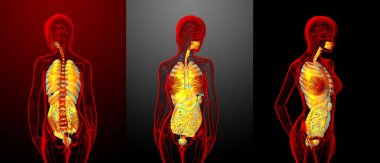 sindirim sistemi ve solunum sistemi 3D render