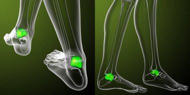 talus kemiği 3D işleme tıbbi çizimi 