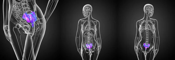 Illustration médicale en 3D de l'os du sacrum féminin — Photo
