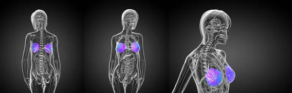 3d визуализация медицинской иллюстрации человеческой груди — стоковое фото