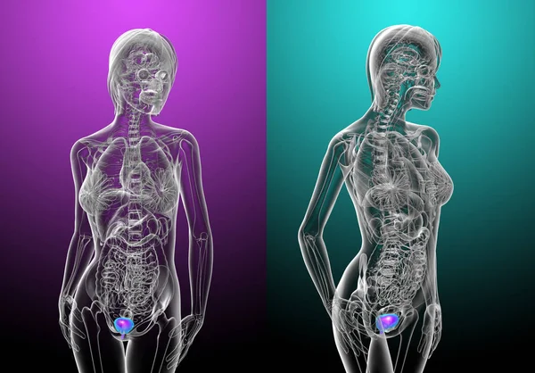 3D renderowania ilustracja ludzki pęcherza moczowego — Zdjęcie stockowe