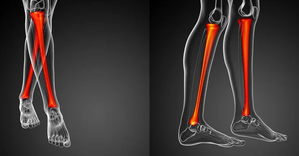 3d renderização ilustração médica do osso da tíbia — Fotografia de Stock