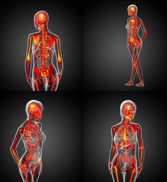 3D-Darstellung der medizinischen Darstellung des menschlichen Skeletts — Stockfoto
