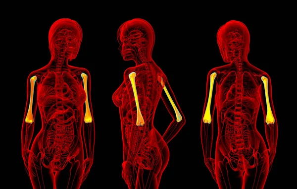 3d representación ilustración del hueso húmero femenino — Foto de Stock