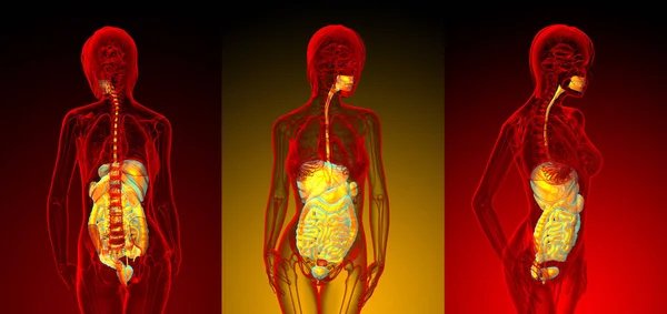 Illustration médicale 3D du système digestif humain — Photo
