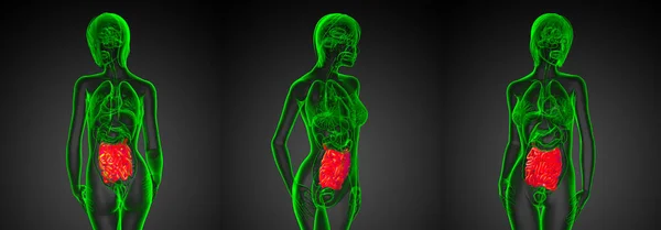 Illustrazione di rendering 3d dell'intestino tenue maschile — Foto Stock