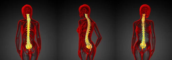 3d rendering illustrazione medica della colonna vertebrale umana — Foto Stock