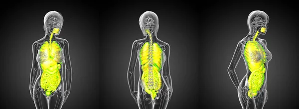 3d representación médica ilustración del sistema digestivo y re — Foto de Stock