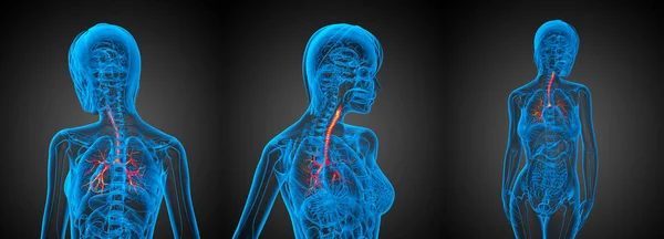 Illustration médicale de rendu 3D des bronches — Photo