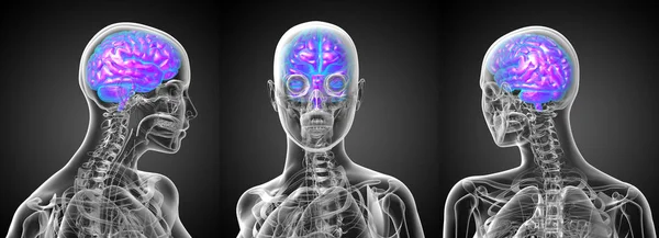 3D rendering medicinsk illustration av den mänskliga hjärnan — Stockfoto