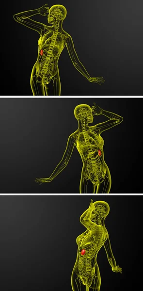 3D-Darstellung der Milz — Stockfoto