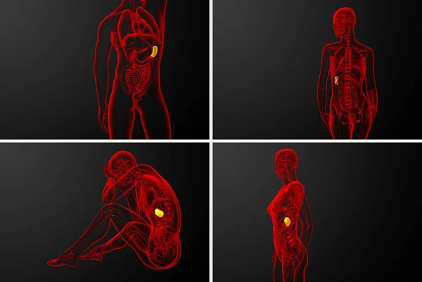 3d rendering  medical illustration of the spleen