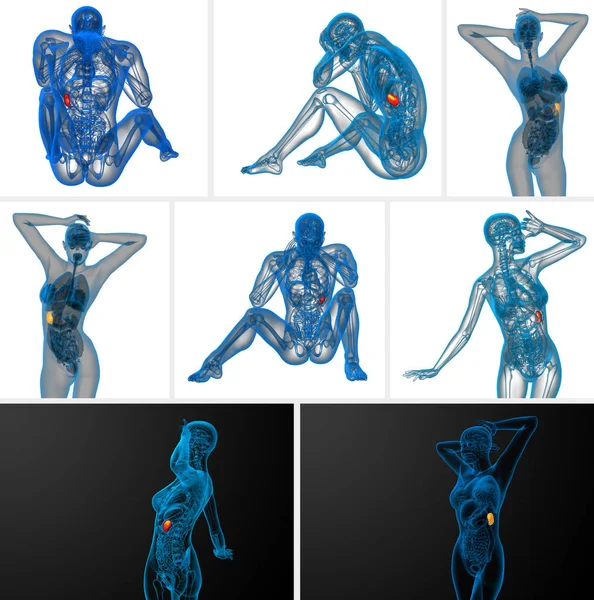 3D vykreslování lékařské ilustrace sleziny — Stock fotografie